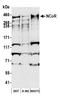 Nuclear Receptor Corepressor 1 antibody, A301-145A, Bethyl Labs, Western Blot image 