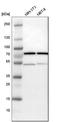 Heat shock-related 70 kDa protein 2 antibody, HPA000798, Atlas Antibodies, Western Blot image 