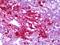 Neuropeptide Y antibody, orb95251, Biorbyt, Immunohistochemistry paraffin image 