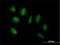 ADAMTS-like protein 4 antibody, H00054507-B01P, Novus Biologicals, Immunofluorescence image 