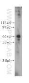 Tripartite Motif Containing 25 antibody, 12573-1-AP, Proteintech Group, Western Blot image 