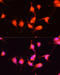 Nerve Growth Factor antibody, 15-433, ProSci, Immunofluorescence image 