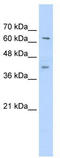 Zinc Finger Protein 415 antibody, TA345250, Origene, Western Blot image 