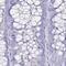 Ermin antibody, PA5-58327, Invitrogen Antibodies, Immunohistochemistry frozen image 