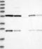 Methyltransferase Like 21A antibody, NBP1-83282, Novus Biologicals, Western Blot image 