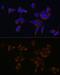 Perforin 1 antibody, GTX64408, GeneTex, Immunofluorescence image 