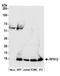 Ribosomal Protein S12 antibody, A305-038A, Bethyl Labs, Western Blot image 