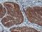 U-Box Domain Containing 5 antibody, NBP2-01077, Novus Biologicals, Immunohistochemistry frozen image 