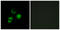 c-met antibody, LS-C199258, Lifespan Biosciences, Immunofluorescence image 