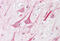 Zinc finger MYM-type protein 2 antibody, MBS244193, MyBioSource, Immunohistochemistry frozen image 
