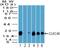 C-Type Lectin Domain Family 4 Member E antibody, NBP2-27093, Novus Biologicals, Western Blot image 