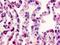G Protein-Coupled Receptor 152 antibody, LS-A436, Lifespan Biosciences, Immunohistochemistry paraffin image 