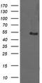 Protein Mdm4 antibody, LS-C174490, Lifespan Biosciences, Western Blot image 