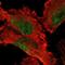 VPS9 Domain Containing 1 antibody, NBP1-88897, Novus Biologicals, Immunofluorescence image 