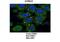 Regulatory erythroid kinase antibody, ARP30648_P050, Aviva Systems Biology, Immunofluorescence image 