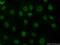 Histone H3.3 antibody, 13754-1-AP, Proteintech Group, Immunofluorescence image 