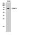Dihydropyrimidinase Like 2 antibody, A02860-1, Boster Biological Technology, Western Blot image 