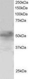 Forkhead Box Q1 antibody, NB100-1283, Novus Biologicals, Western Blot image 
