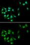 HEXIM P-TEFb Complex Subunit 1 antibody, GTX33240, GeneTex, Immunofluorescence image 