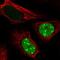 Cancer/Testis Antigen Family 45 Member A1 antibody, NBP2-46702, Novus Biologicals, Immunofluorescence image 