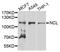Nucleolin antibody, A5904, ABclonal Technology, Western Blot image 