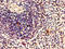 Protein archease antibody, CSB-PA816894LA01HU, Cusabio, Immunohistochemistry frozen image 