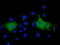 Membrane Palmitoylated Protein 3 antibody, TA501564, Origene, Immunofluorescence image 