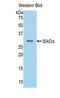  antibody, LS-C293494, Lifespan Biosciences, Western Blot image 