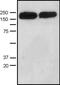 mDIA1 antibody, ab11173, Abcam, Western Blot image 