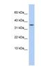 Protein Phosphatase 1 Regulatory Subunit 27 antibody, NBP1-55526, Novus Biologicals, Western Blot image 