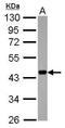 DNA dC->dU-editing enzyme APOBEC-3F antibody, GTX118217, GeneTex, Western Blot image 