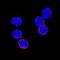 CD27 Molecule antibody, MAB574, R&D Systems, Immunofluorescence image 