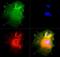 NUMB Endocytic Adaptor Protein antibody, GTX30689, GeneTex, Immunocytochemistry image 