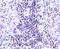 H2A Histone Family Member Z antibody, NBP2-67499, Novus Biologicals, Immunohistochemistry paraffin image 