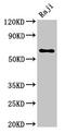 Moesin antibody, CSB-PA01189A0Rb, Cusabio, Western Blot image 