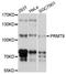 Protein Arginine Methyltransferase 9 antibody, abx126419, Abbexa, Western Blot image 