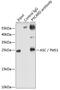 PYD And CARD Domain Containing antibody, 16-706, ProSci, Immunoprecipitation image 