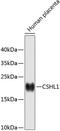 Chorionic Somatomammotropin Hormone Like 1 antibody, 19-169, ProSci, Western Blot image 