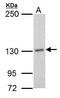 DNA Polymerase Delta 1, Catalytic Subunit antibody, MA1-23200, Invitrogen Antibodies, Western Blot image 
