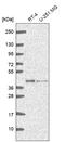 Guanosine Monophosphate Reductase 2 antibody, HPA068782, Atlas Antibodies, Western Blot image 