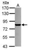 Probable transcription factor PML antibody, NBP2-19872, Novus Biologicals, Western Blot image 