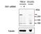 Replication Timing Regulatory Factor 1 antibody, NBP2-26129, Novus Biologicals, Western Blot image 