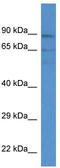 Acyl-CoA Synthetase Medium Chain Family Member 3 antibody, TA343064, Origene, Western Blot image 