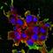 LDL Receptor Related Protein 4 antibody, NBP2-22416, Novus Biologicals, Immunofluorescence image 