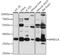 Regulation Of Nuclear Pre-MRNA Domain Containing 1A antibody, A15854, ABclonal Technology, Western Blot image 