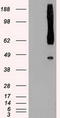 RAD9 Checkpoint Clamp Component A antibody, CF500435, Origene, Western Blot image 