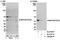 Serine/Threonine Kinase 24 antibody, A300-564A, Bethyl Labs, Immunoprecipitation image 