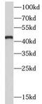 Argininosuccinate synthase antibody, FNab00649, FineTest, Western Blot image 