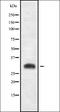 Ribosomal Protein S3A antibody, orb337919, Biorbyt, Western Blot image 