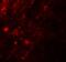 Androgen Induced 1 antibody, A11235-1, Boster Biological Technology, Immunofluorescence image 
